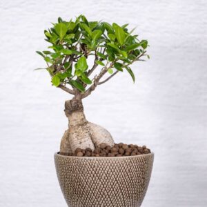 BONSAI PLANTS