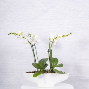 PHALAENOPSIS ORCHID PLANT - MINI
