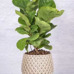 FICUS LYRATA / FIDDLE LEAF PLANTS