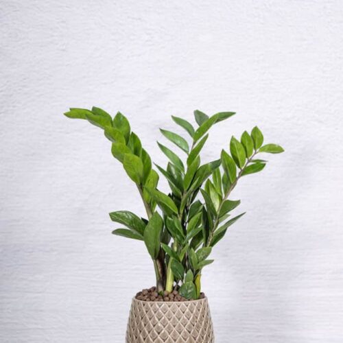ZZ PLANTS