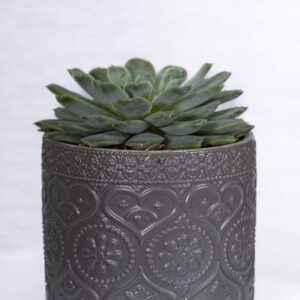 ECHEVERIA SUCCULENTS