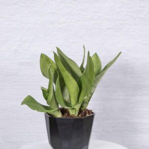SANSEVIERIA PLANTS