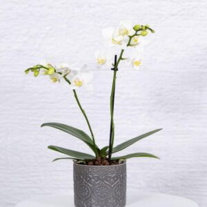 PHALAENOPSIS MINI PLANT