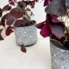 OXALIS PLANT