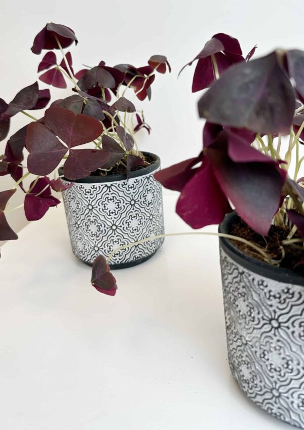 OXALIS PLANT