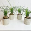 NOLINA MINI PLANT