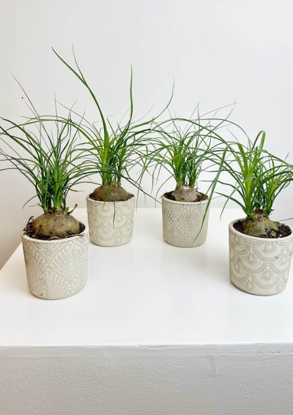 NOLINA MINI PLANT