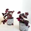 OXALIS PLANT