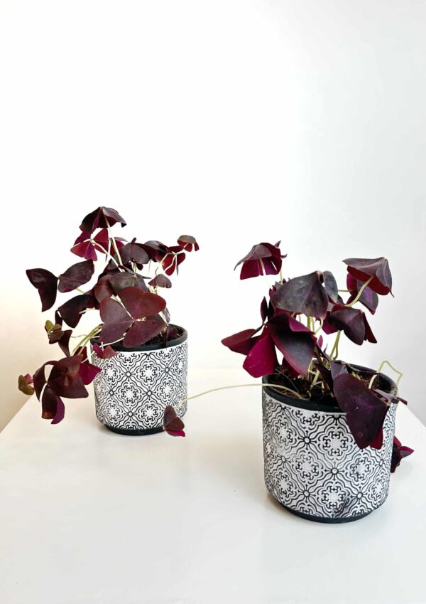 OXALIS PLANT