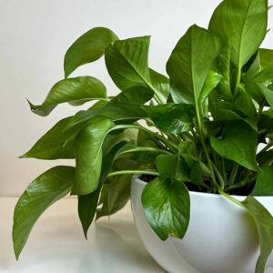 PHALAENOPSIS MINI PLANT