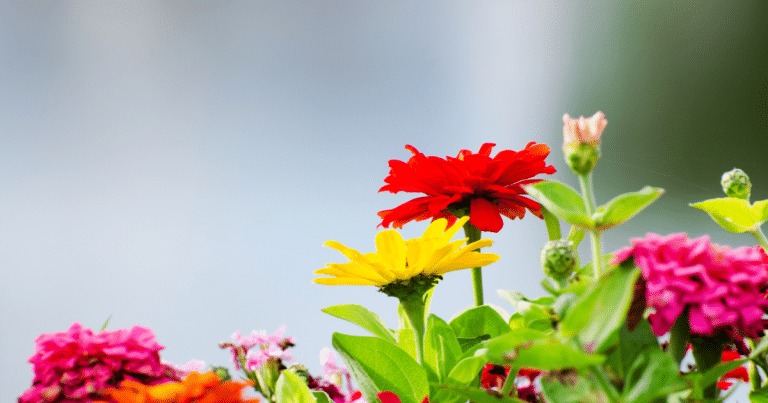 Seasonal Flower Availability Guide