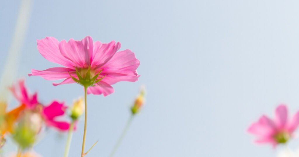 Flower Meanings Across Different Cultures