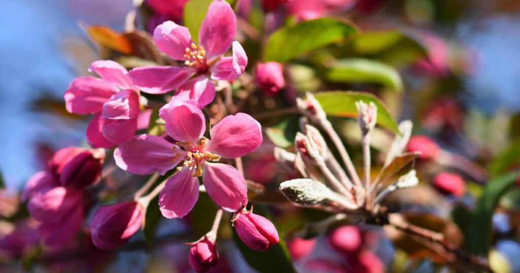 Symbolism of Flowers in Western Cultures