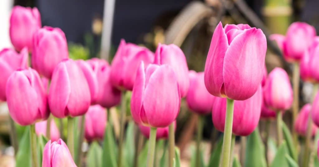 Tulips and Their Significance