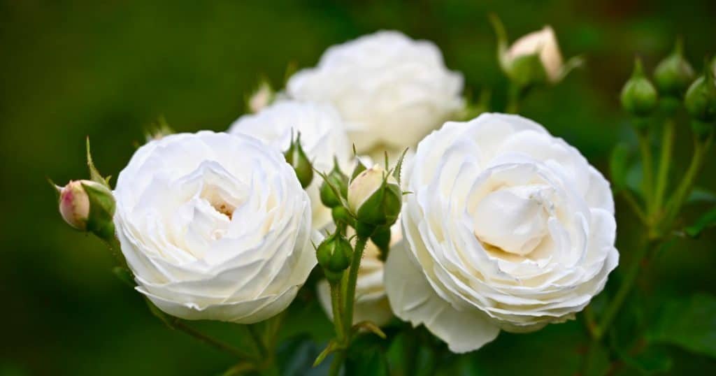 White Roses symbolize Purity and Innocence