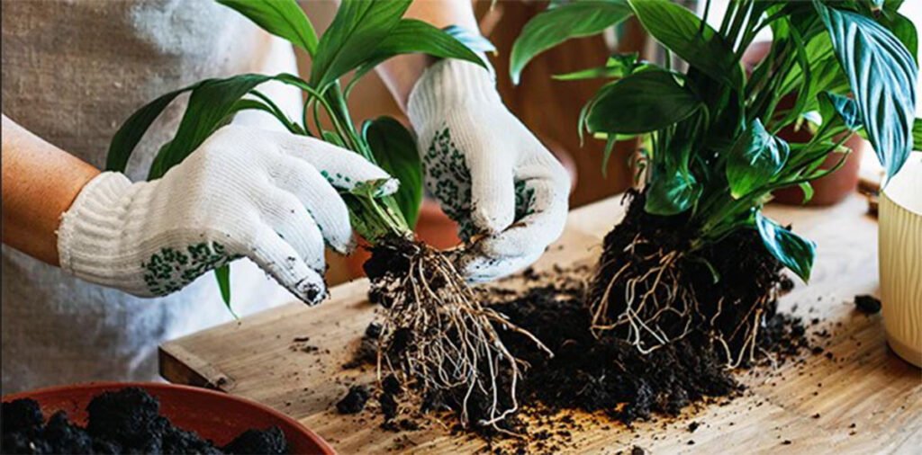 Common Mistakes to Avoid When Repotting