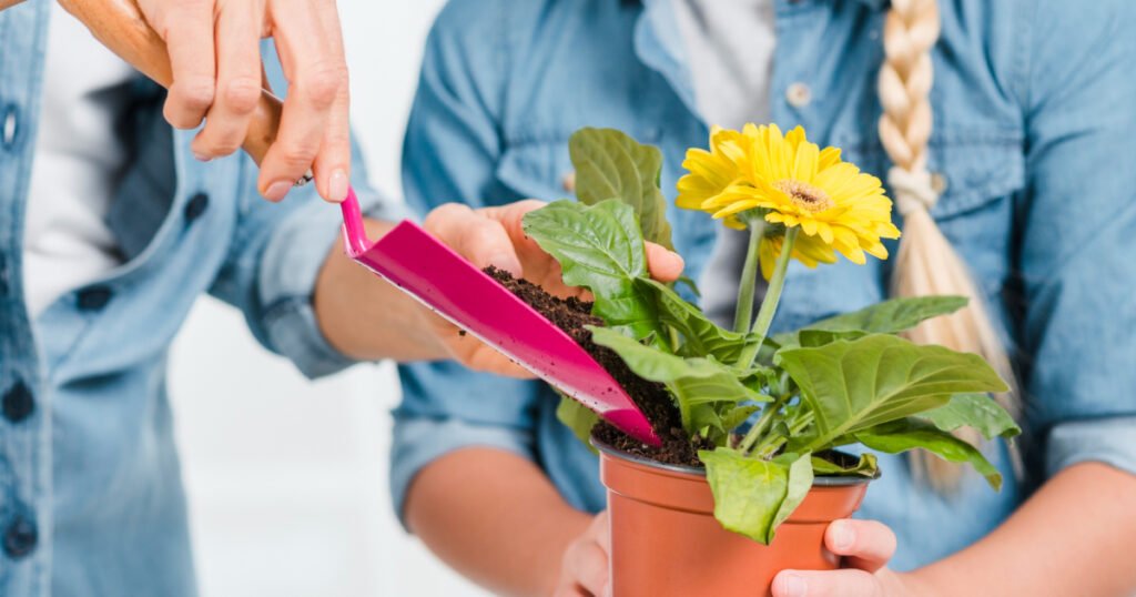 Repotting tips for flowering plants